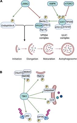 The role of autophagic kinases in regulation of axonal function